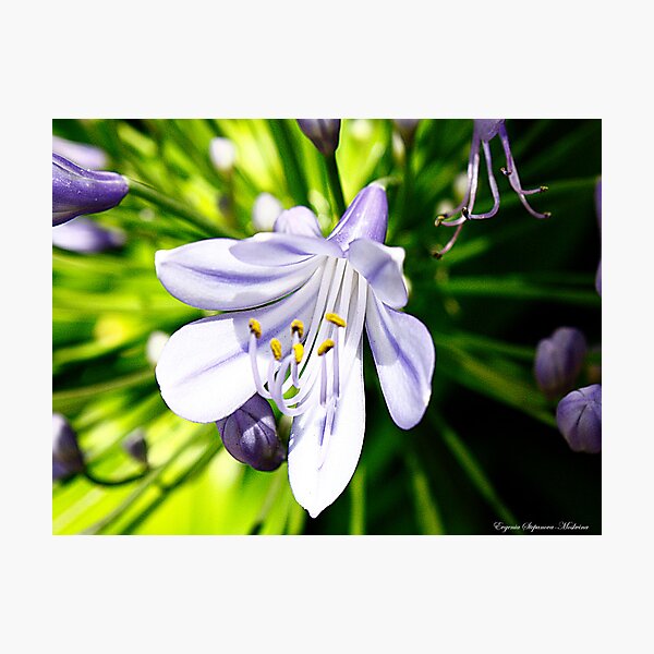 Item preview, Campanilla designed and sold by Evgenia Attia.