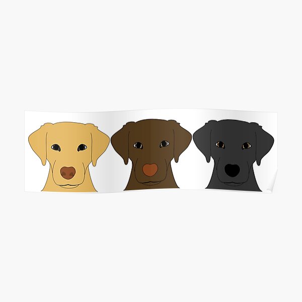 labrador dogs Poster