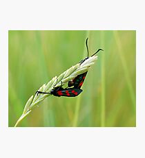 Burnet Moths Photographic Print