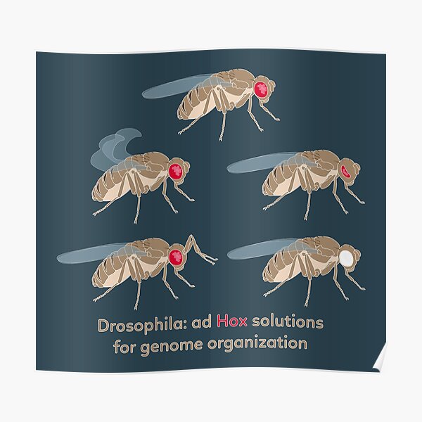 Drosophila Mutations: Ad Hox Solutions for Genome Organization Poster