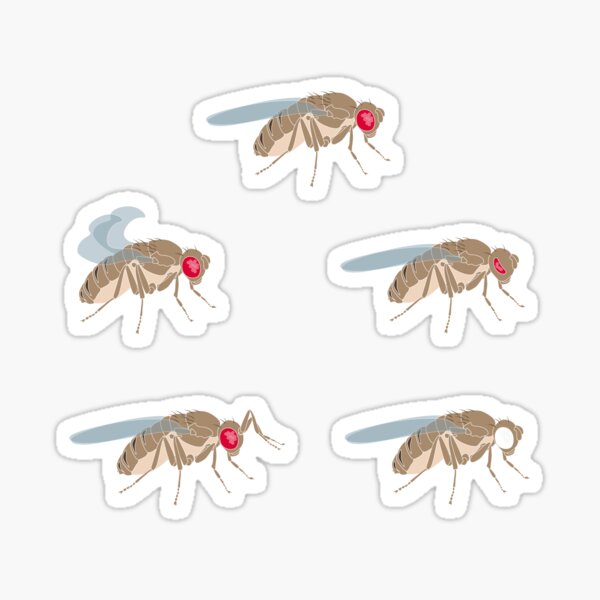 Drosophila Mutations: Ad Hox Solutions for Genome Organization Sticker