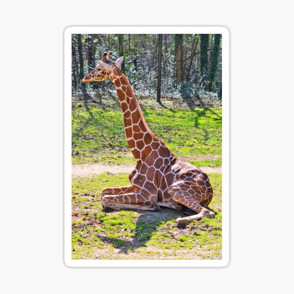 Item preview, Giraffe designed and sold by LisaWootenPhoto.