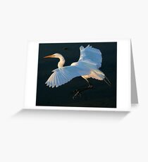 Great White Egret Greeting Card