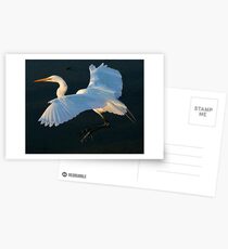 Great White Egret Postcards