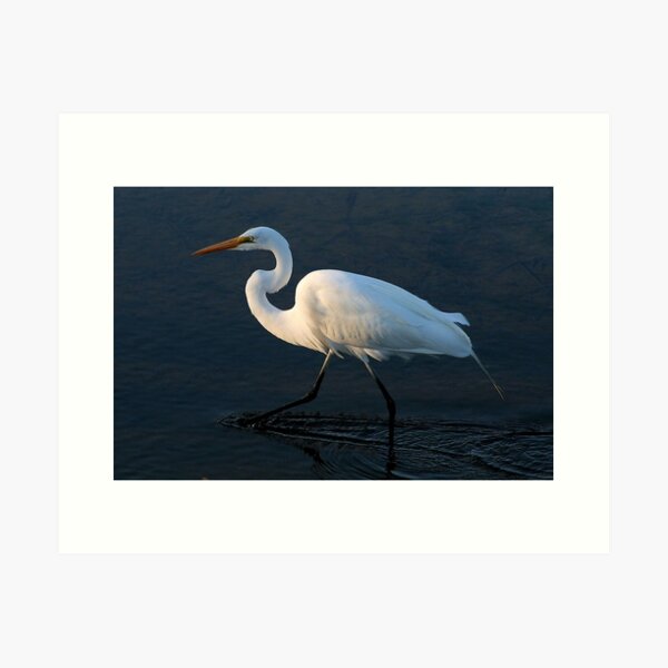 Item preview, Great White Egret at Sunset designed and sold by Paulette1021.