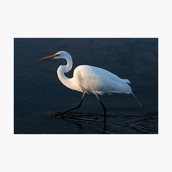 Item preview, Great White Egret at Sunset designed and sold by Paulette1021.