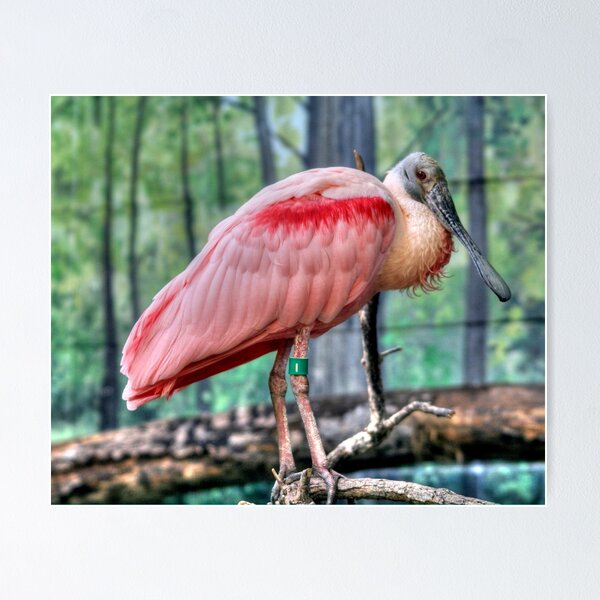 Item preview, Roseate Spoonbill designed and sold by Larry Trupp.