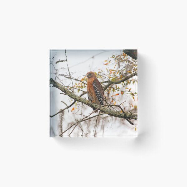 Item preview, Hawk In Deep Thought designed and sold by Cynthia48.