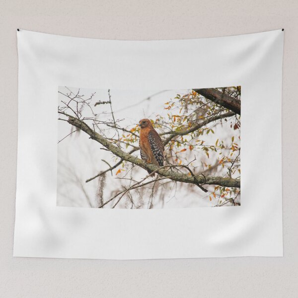 Item preview, Hawk In Deep Thought designed and sold by Cynthia48.