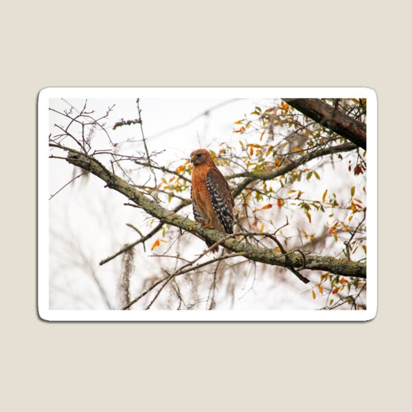 Item preview, Hawk In Deep Thought designed and sold by Cynthia48.