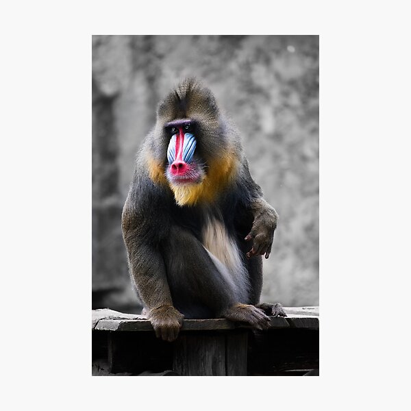 Mandril Photographic Print