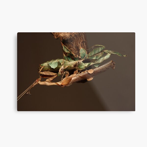 adult male and female trying to find the right way to mate.LOL Metal Print
