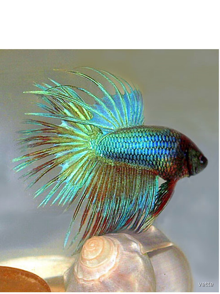 fantail betta fish
