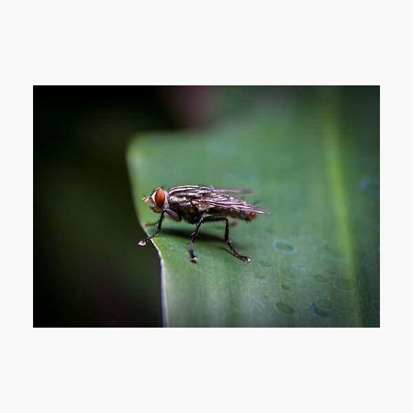 Item preview, the fly designed and sold by ricobarinas.