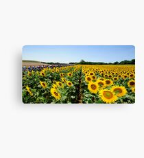 Sunflowers Canvas Print