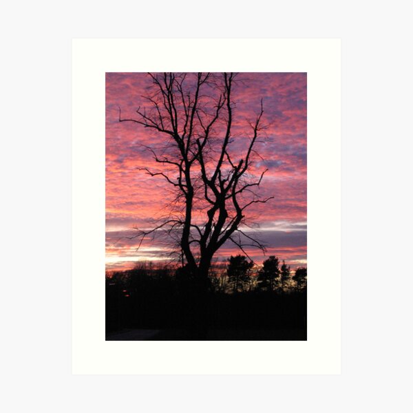 Item preview, Bare tree silhouetted by pink sunset designed and sold by mikekane.