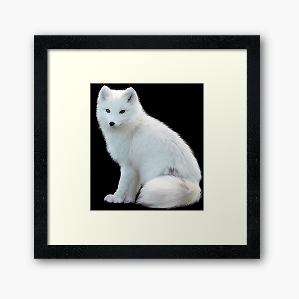 White Fox Wall Wall Art Redbubble - codes for arctic fox in roblox high school how to get free