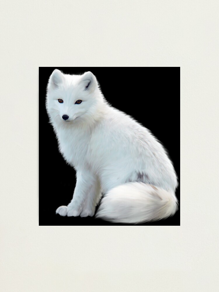 Arctic Fox T-Shirt, The white fox, polar fox, or snow fox Shirts Stickers  Photographic Print
