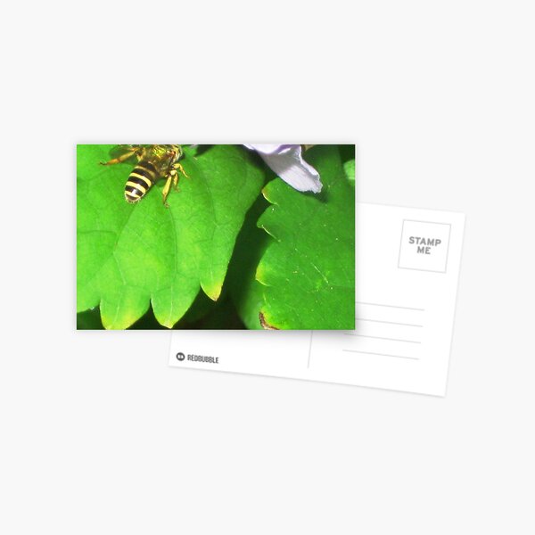 Preparing to Proliferate Beauty Postcard