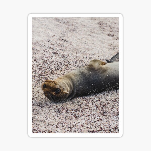Cute Baby Sea Lion Stickers Redbubble