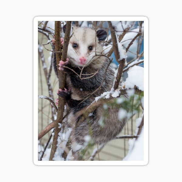 Item preview, Possum designed and sold by StevenRalserPhoto.