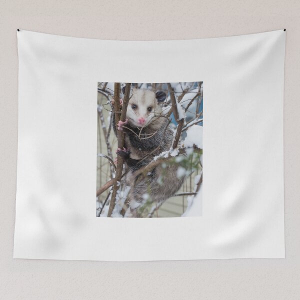 Item preview, Possum designed and sold by StevenRalserPhoto.