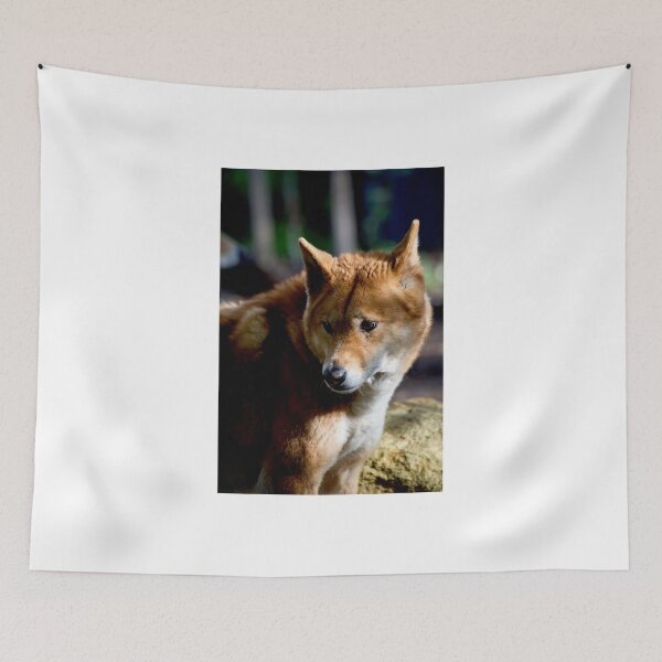 Item preview, Dingo Stare designed and sold by GP1746.