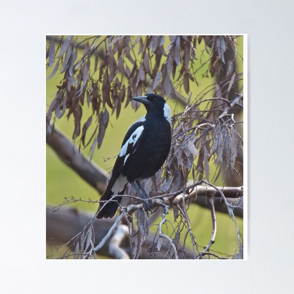 Item preview, MAGPIE ~ Australian Magpie 9NVE8DM5 by David Irwin designed and sold by tasmanianartist.