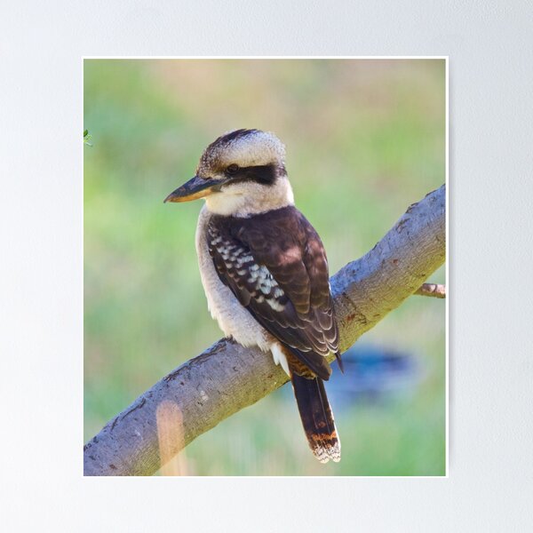 KINGFISHER ~ Kookaburra mtJXgYjY by David Irwin Poster