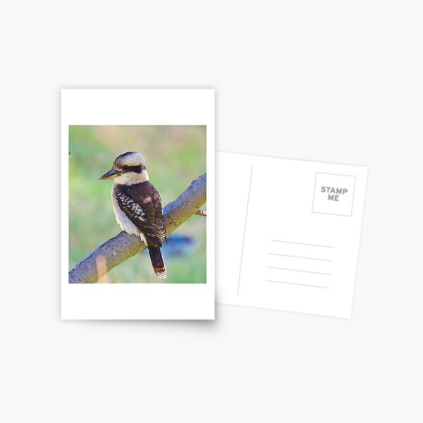 KINGFISHER ~ Kookaburra mtJXgYjY by David Irwin Postcard