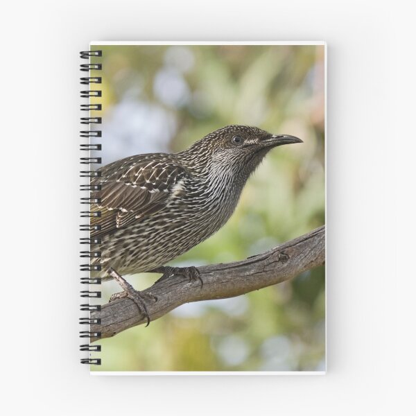 Item preview, Little Wattlebird on the the Branch designed and sold by John Sharp.
