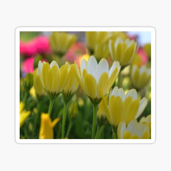May Flowers For Mom Sticker