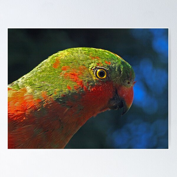 Item preview, Male King Parrot (almost mature)  designed and sold by Bev Pascoe.