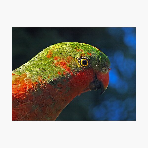 Item preview, Male King Parrot (almost mature)  designed and sold by Bev Pascoe.