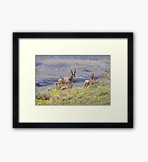 Pronghorn Family Framed Print
