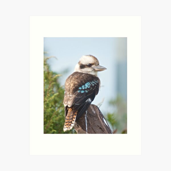 KINGFISHER ~ Kookaburra coPMh3Lw by David Irwin Art Print