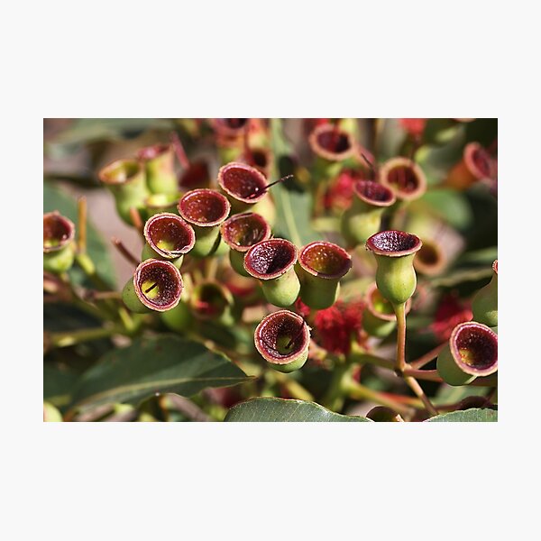 Item preview, Aussie Gumnut designed and sold by Joy Watson - Natural Light Photography .