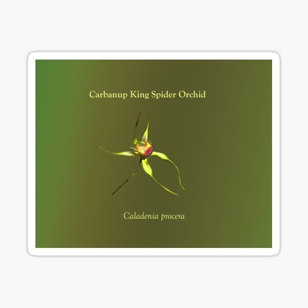 Carbanup King Spider Orchid, Caladenia procera Sticker