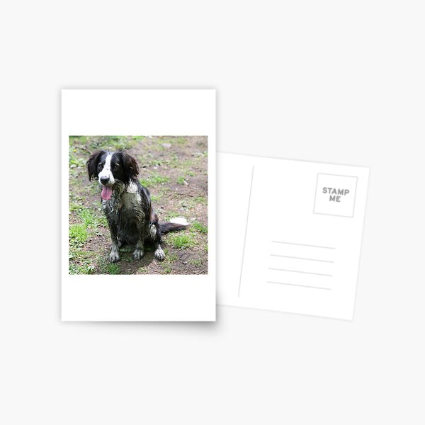 You Dirty Dog!! Postcard