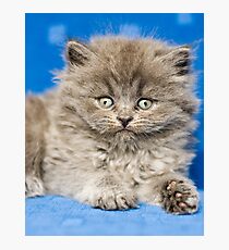 Lámina fotográfica British Shorthair