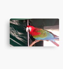 A Stunning Red Macau. Metal Print