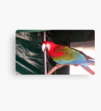 A Stunning Red Macau. Canvas Print