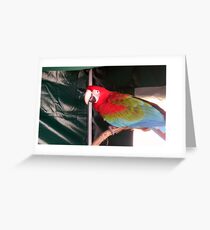 A Stunning Red Macau. Greeting Card