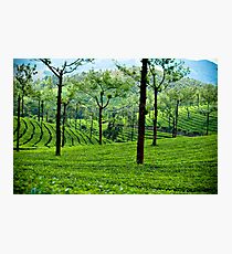 Blanketed Photographic Print