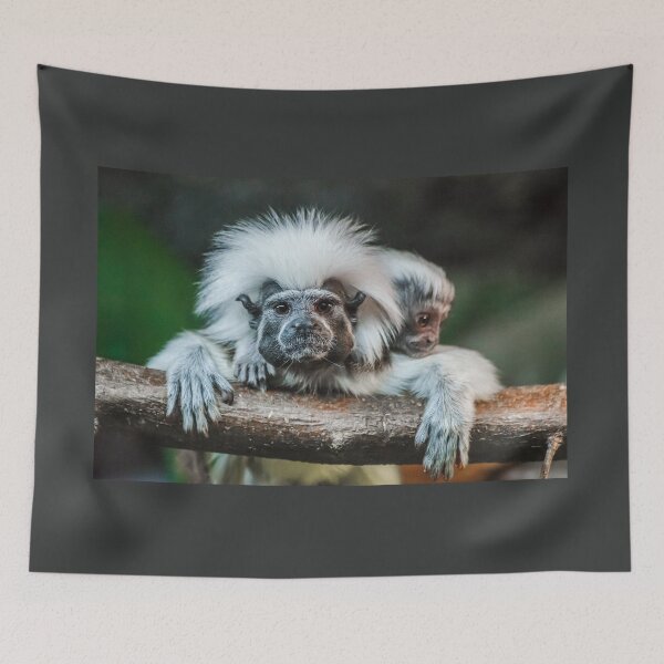 Item preview, Cotton top Tamarin designed and sold by Martin Leber.