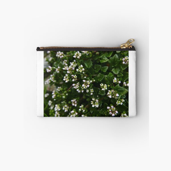 Aperçu de l'œuvre Scurvygrass danois (Cochlearia danica) créée et vendue par IOMWildFlowers.