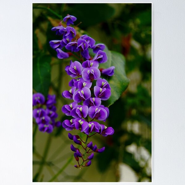 Item preview, its for the butterflies  designed and sold by Declan Carr.