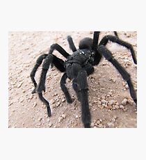 trantula with rain drops Photographic Print