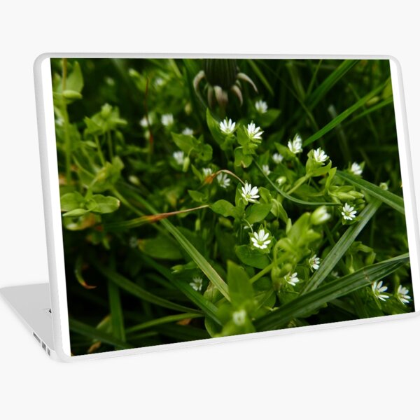 Macbook Air 13" (2015)