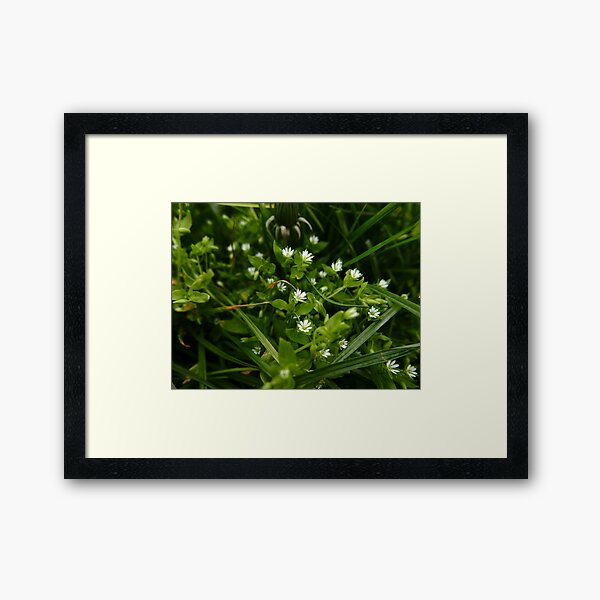 Framed Print